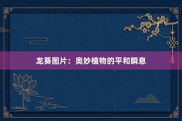 龙葵图片：奥妙植物的平和瞬息